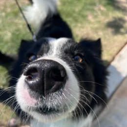 a dog looking up